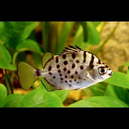 Scatoph.argus   Groene argus M